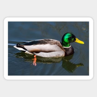 Mallard. Sticker